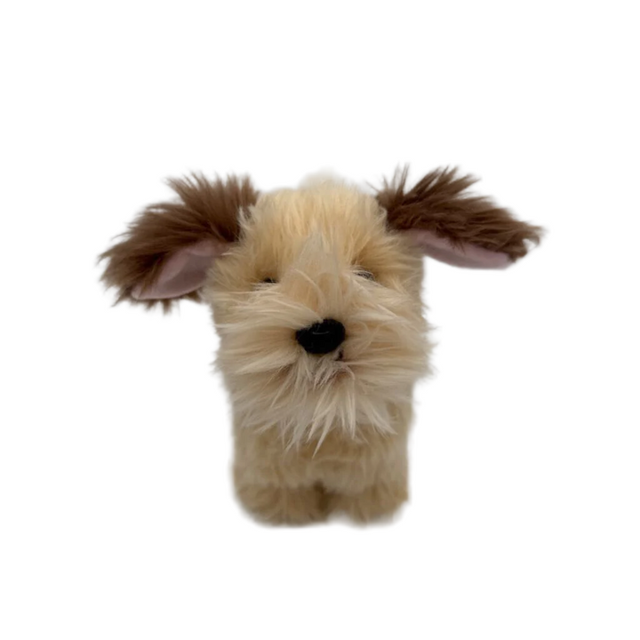 Wheaten Terrier Puppy